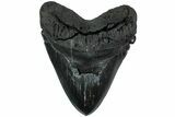 Serrated, Fossil Megalodon Tooth - Massive Meg Tooth #231750-1